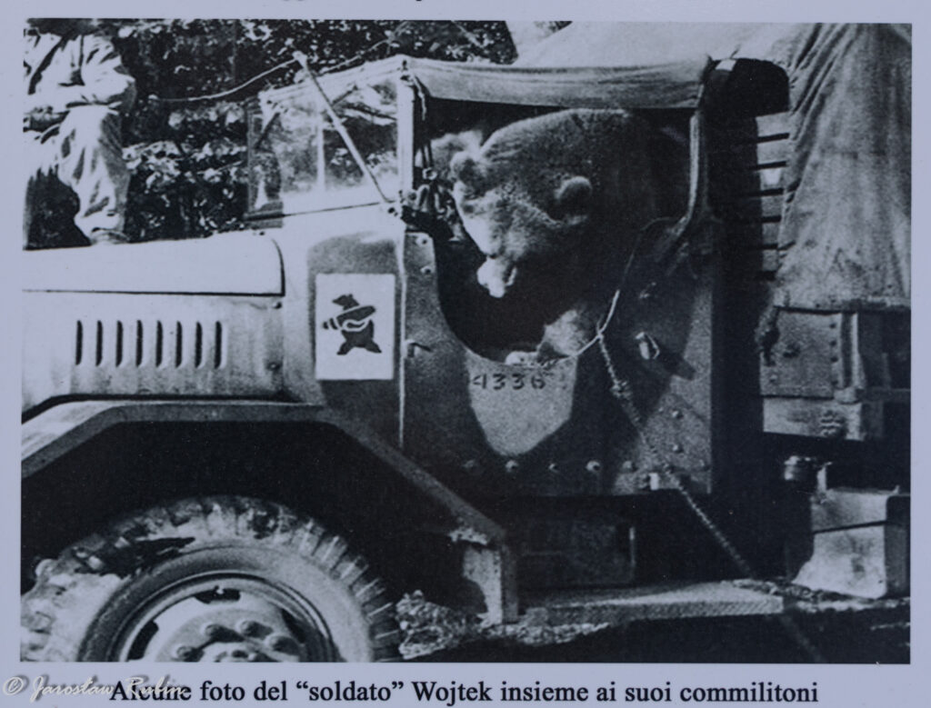 Niedźwiedź Wojtek